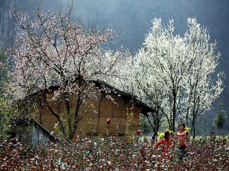 ha giang flower season - ha giang travel guide