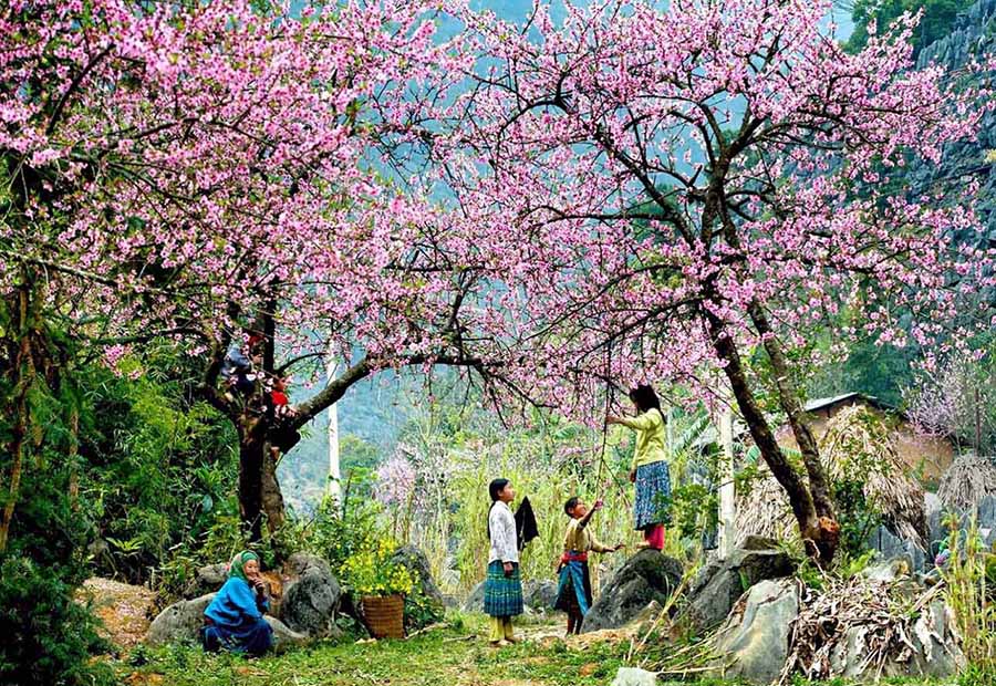 Sapa in Spring - best time to visit sapa