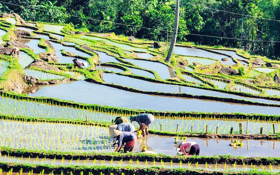 Best Time To Visit Sapa Rice Fields