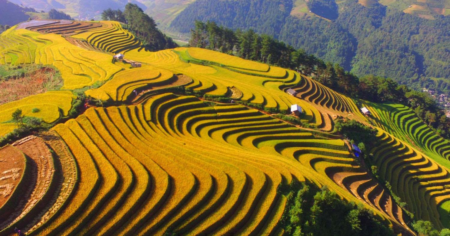 Sapa rice terrace