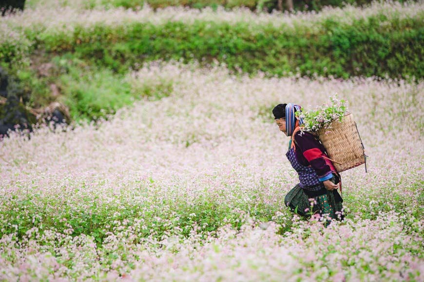 Best Time To Visit Ha Giang